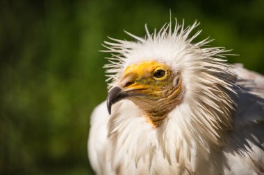 Akbaba