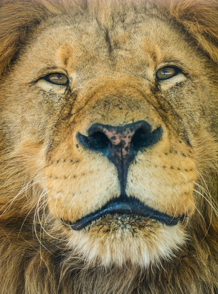 Lion king of animals