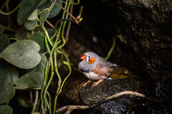 Zebra finch — Stok Foto