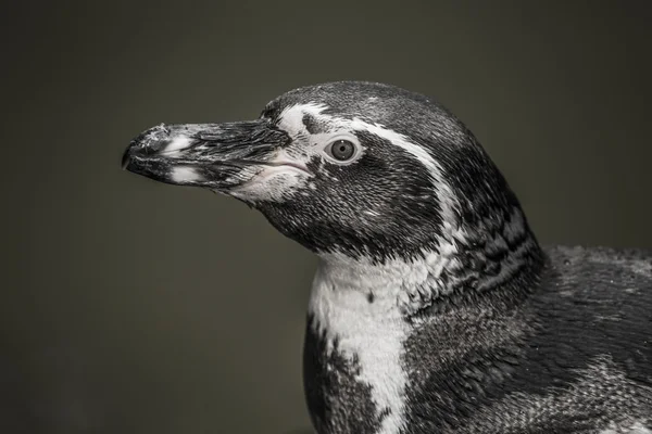 Pinguïn — Stockfoto