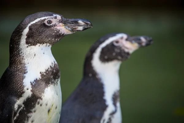 Pinguin — Stockfoto