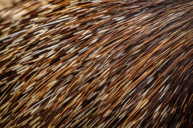 Porcupine quills clipart