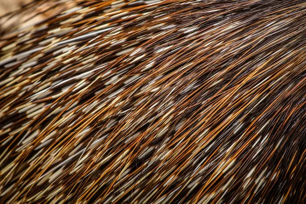 Porcupine quills — Stock Photo, Image