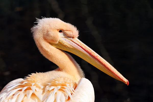 Roze pelikaan — Stockfoto