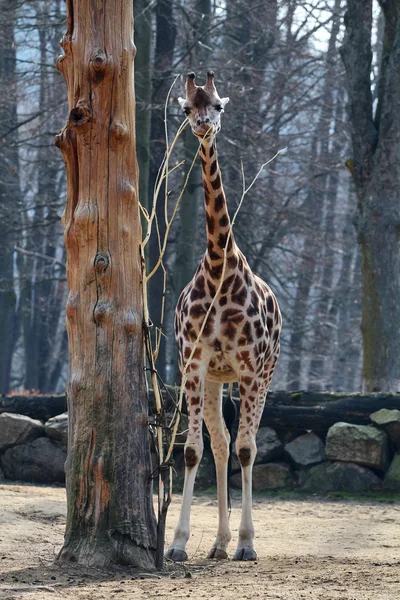 Rothschild giraffe — Stock Photo, Image