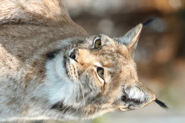 Lynx — Stockfoto