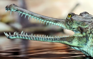 Gavial