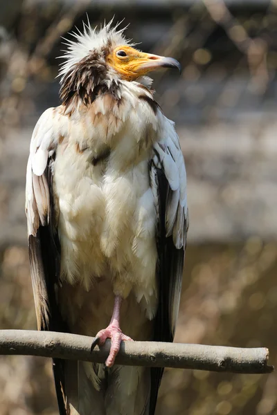 Vulture — Stock Photo, Image