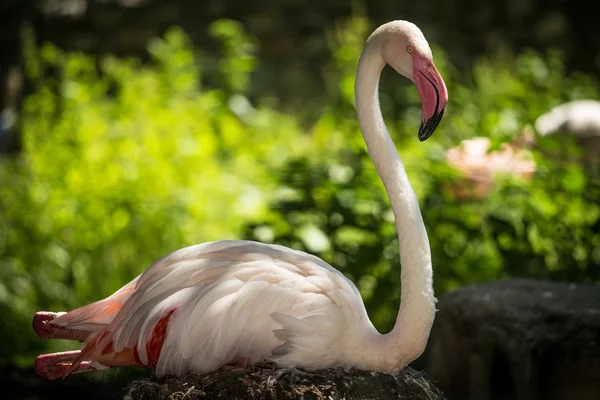 Růžový plameňák — Stock fotografie