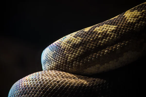 Python — Stok Foto