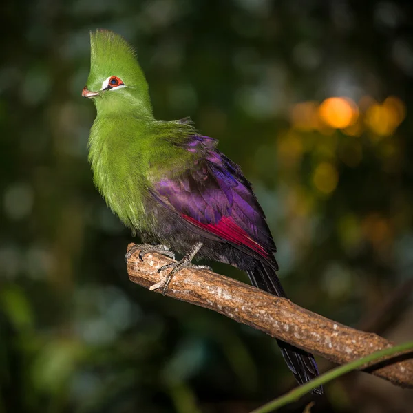 Pájaro — Foto de Stock