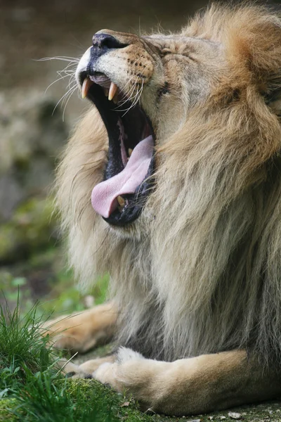 Lion — Stock Photo, Image