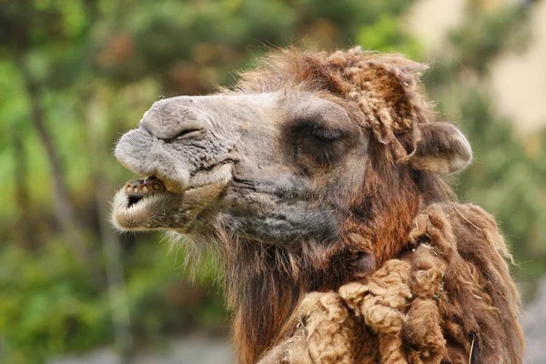 Camel — Stock Photo, Image