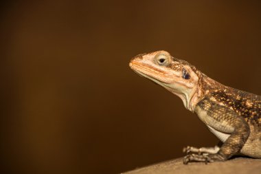 Iguana