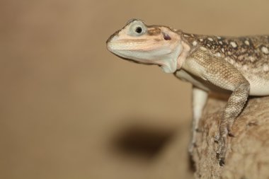 Agama