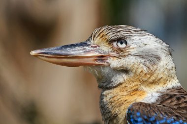 Mavi kanatlı kingfisher