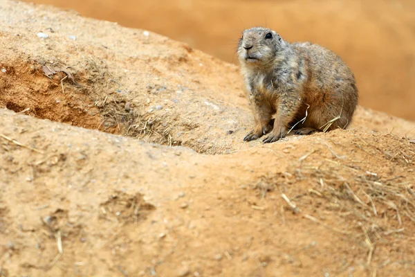 Zwarte prairiehond — Stockfoto