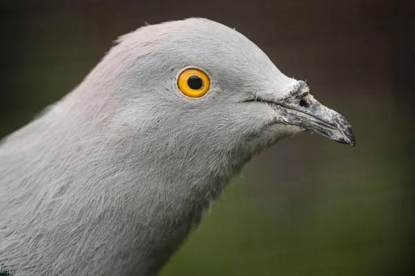 산 비둘기 — 스톡 사진