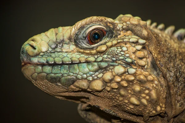 Lagarto — Fotografia de Stock