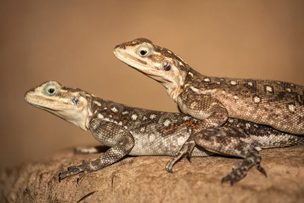 Agama — Foto Stock