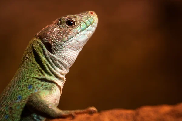 Iguana — Stock Photo, Image