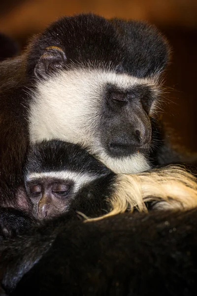 Macaco. — Fotografia de Stock