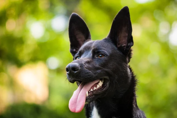 Cão preto — Fotografia de Stock