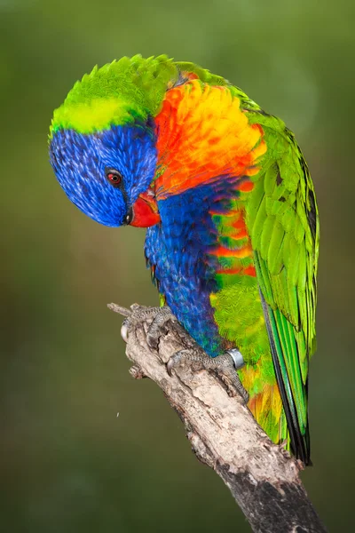 Lori Lorikeet — Stockfoto