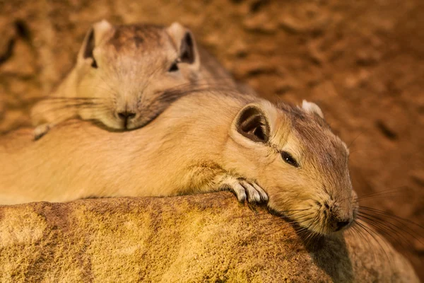 Guinea-pig — Stock fotografie