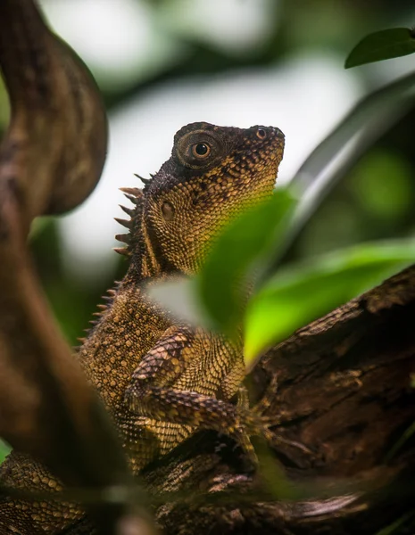 Hidrosaurio Weber (agama ) —  Fotos de Stock