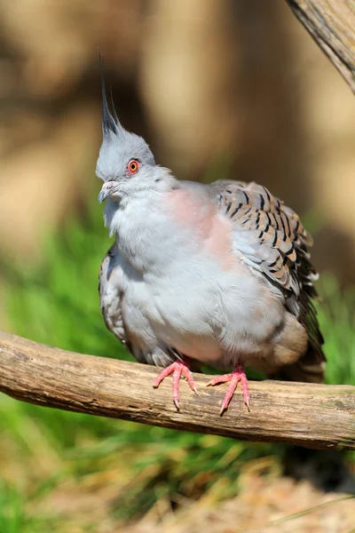 Vogel aus dem Zoo — Stockfoto