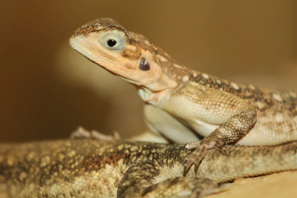 Agama. — Fotografia de Stock