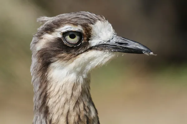 Stone curlew fågel — Stockfoto