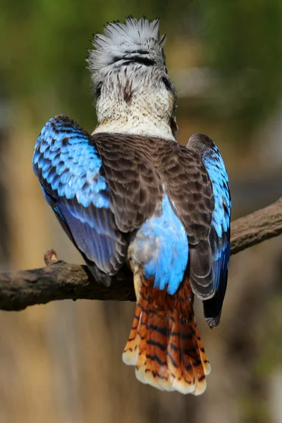 Kingfisher de asa azul — Fotografia de Stock