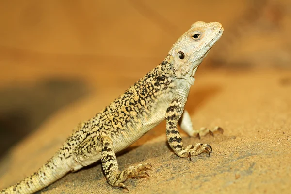 Agama — Stock Photo, Image