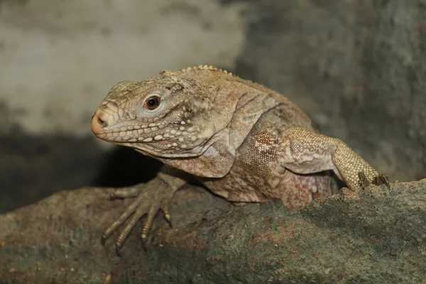 Lagarto — Fotografia de Stock