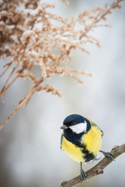 Bröst — Stockfoto