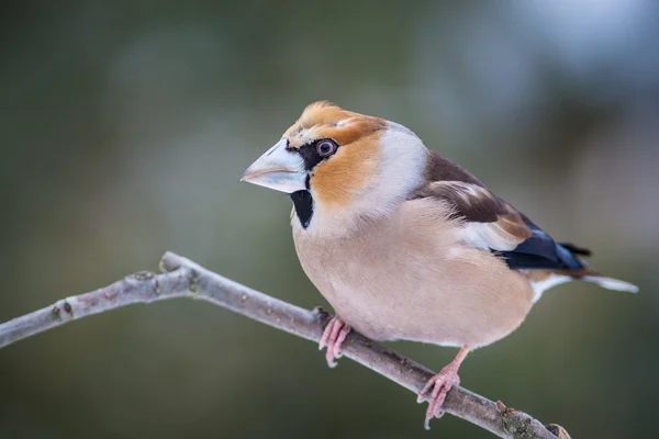 Bird — Stock Photo, Image