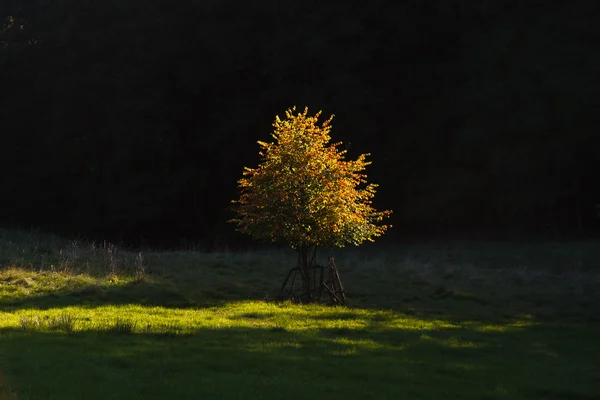Manzaradaki ağaç — Stok fotoğraf