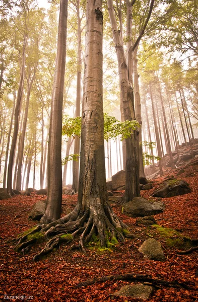 Herbststimmung im Wald — Stockfoto