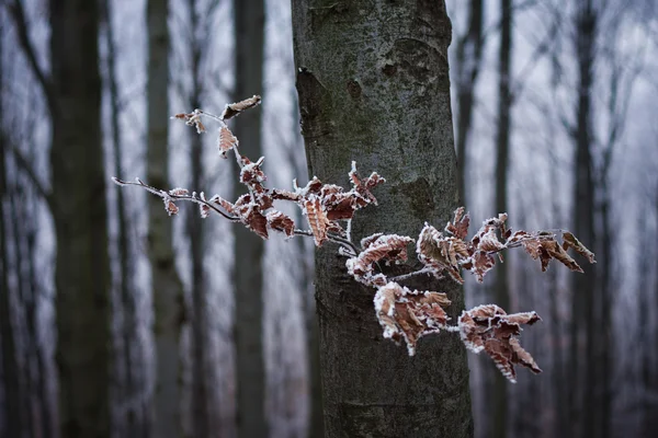 Faggeta autunnale — Foto Stock