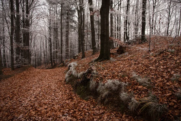 Herbststimmung im Wald — Stockfoto