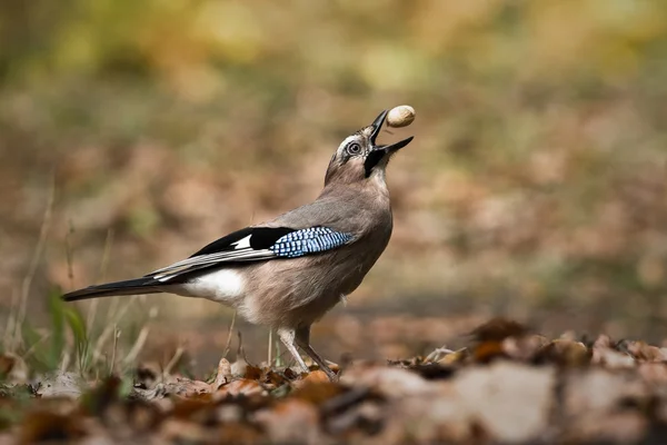 Jay bird — Stockfoto