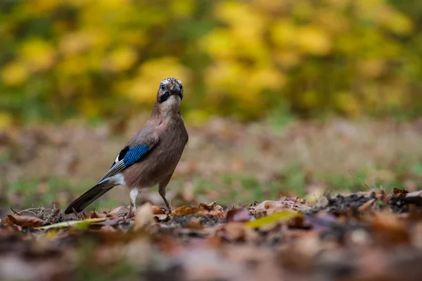 Jay Bird. — Foto de Stock