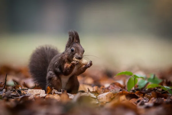 Squirrel — Stock Photo, Image