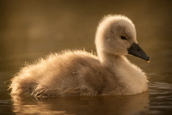 白鳥の子 — ストック写真