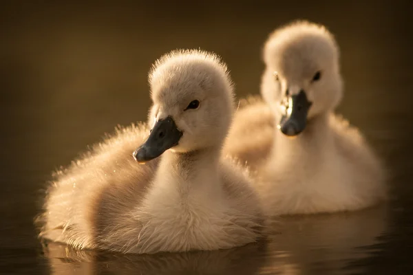 Young swan — Stock Photo, Image