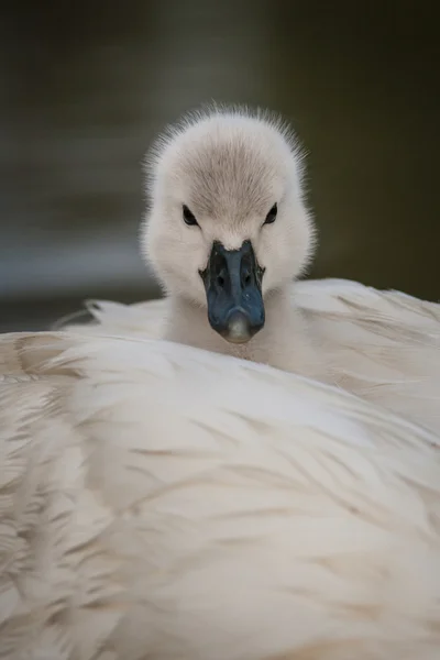 白鳥の子 — ストック写真