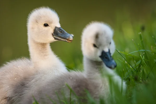 白鳥の子 — ストック写真