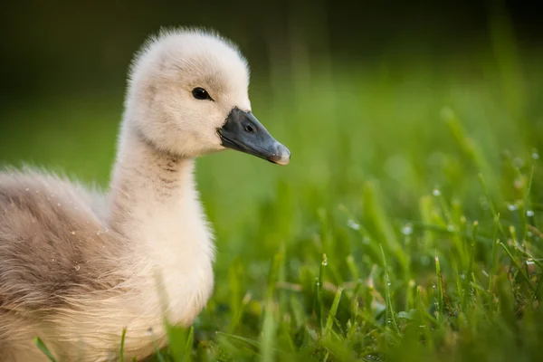 Young swan — Stock Photo, Image